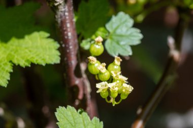Meyve bahçesindeki üzümlü üzümlerden oluşan çiçek ve taze böğürtlen, biyo-bahçe.