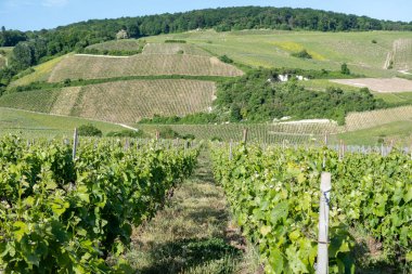 Ay-Champange, Vallee de la Marne, Fransa 'nın Şampanya Bölgesi yakınlarındaki Grand Cru Hill üzüm bağlarında büyüyen ve şekillenen Pinot noir üzümleri.