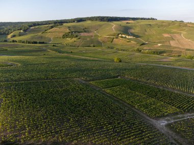 Şampanyalı Ay-Champange, Vallee de la Marne köyü yakınlarındaki Grand Cru tepe üzüm bağlarında yetişen pinot noir üzümlerinin hava manzarası, Fransa 'nın şampanya bölgesi, sıra sıra üzüm bitkileri, günbatımı