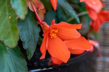 Asılı Şelale Pembesi ve Kırmızı Begonya çiçekleri rengarenk çan çiçekleri, bahçe bitkileri
