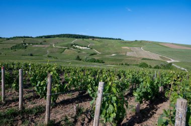 Ay-Champange, Vallee de la Marne, Fransa 'nın Şampanya Bölgesi yakınlarındaki Grand Cru Hill üzüm bağlarında büyüyen ve şekillenen Pinot noir üzümleri.