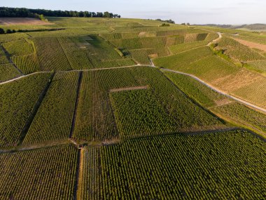 Şampanyalı Ay-Champange, Vallee de la Marne köyü yakınlarındaki Grand Cru tepe üzüm bağlarında yetişen pinot noir üzümlerinin hava manzarası, Fransa 'nın şampanya bölgesi, sıra sıra üzüm bitkileri, günbatımı