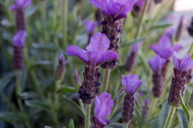 Lavandula stoechas çiçeği, İspanyol lavantası, üstü veya Fransız lavantası, Akdeniz havzasına özgü lavanta türleri.