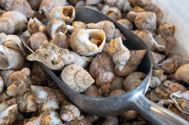 Günün avı Oostende, Kuzey Denizi, Belçika 'da, taze Rapa yumuşakçaları deniz kabukları yiyerek geçiyor.