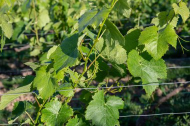 Ay-Champange, Vallee de la Marne, Champagne District, Fransa, Pinot Noir üzüm bitkileri kasabası yakınlarındaki Grand Cru Hilly üzüm bağlarında büyüyen ve oluşmakta olan bir grup Pinot noir üzümü.