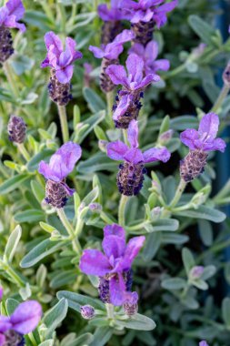 Lavandula stoechas çiçeği, İspanyol lavantası, üstü veya Fransız lavantası, Akdeniz havzasına özgü lavanta türleri.