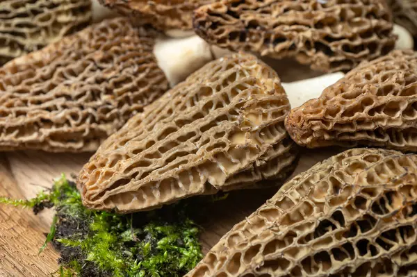 Çiğ bahar mantarları morşeller ya da gerçek mantarlar gurme aşçılar için yenilebilir kese mantarları, Katalan ve Fransız mutfağında, yenilebilir yabani mantarlar