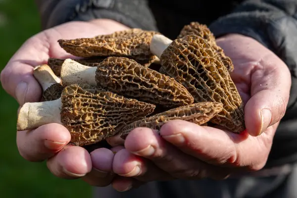 Bahar mantarlarının yetiştirilmesi morşellalar ya da gerçek mantarlar gurme aşçılar için yenilebilir mantarlar, Katalan ve Fransız mutfağı, taze çiğ mantarlı işçi elleri
