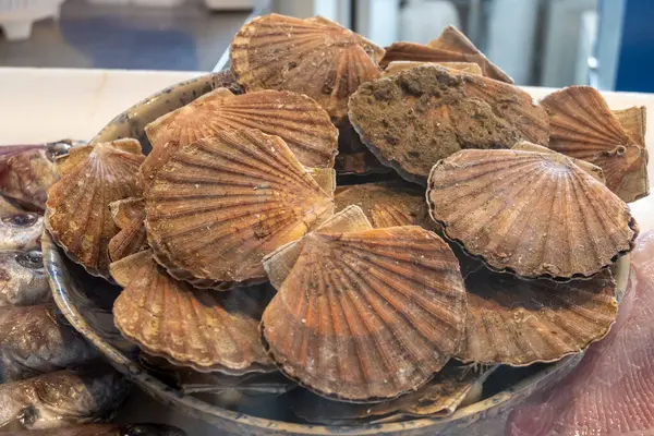 Atlantik körfezi deniz tarakları koquille St. James deniz kabukları, deniz kabukları taze, Oostende, Kuzey Denizi, Belçika 'da günün avı, kapan