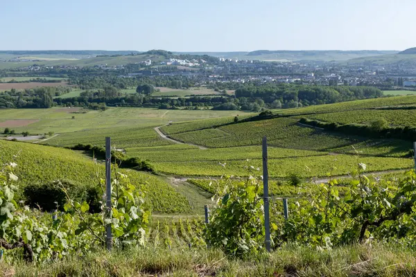Ay-Champange, Vallee de la Marne, Fransa 'nın Şampanya Bölgesi yakınlarındaki Grand Cru Hill üzüm bağlarında büyüyen ve şekillenen Pinot noir üzümleri.