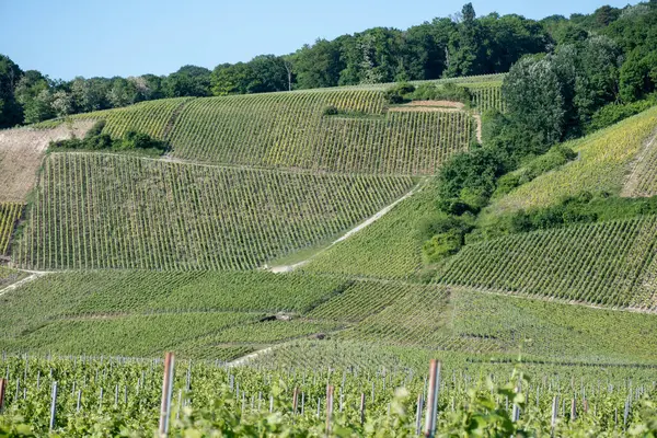 Ay-Champange, Vallee de la Marne, Fransa 'nın Şampanya Bölgesi yakınlarındaki Grand Cru Hill üzüm bağlarında büyüyen ve şekillenen Pinot noir üzümleri.