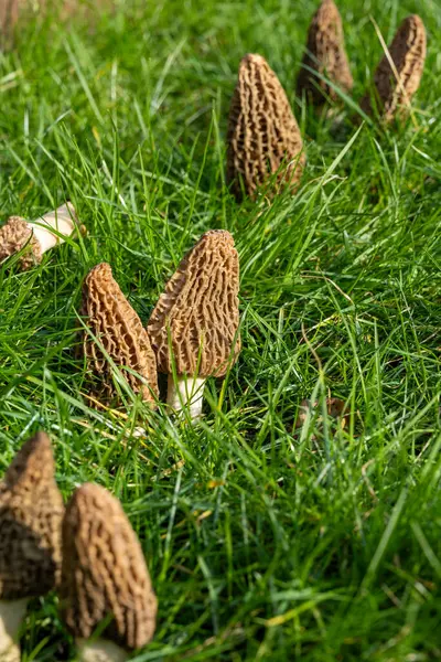 Yabani bahar mantarları, morşellalar ya da gerçek mantarlar. Gurme aşçılar için yenilebilir mantarlar. Katalan ve Fransız mutfağında, yeşil çimenlerde, ilkbaharda çiftlikte morinalarda hasat.