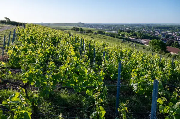 Ay-Champange, Vallee de la Marne, Champagne District, Fransa yakınlarındaki eski yeşil büyük cru cru tepeli şampanya bağlarına, Pinot noir üzüm fabrikalarına ve köydeki eski evlere bakın.