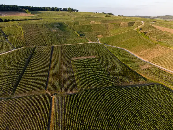 Şampanyalı Ay-Champange, Vallee de la Marne köyü yakınlarındaki Grand Cru tepe üzüm bağlarında yetişen pinot noir üzümlerinin hava manzarası, Fransa 'nın şampanya bölgesi, sıra sıra üzüm bitkileri, günbatımı