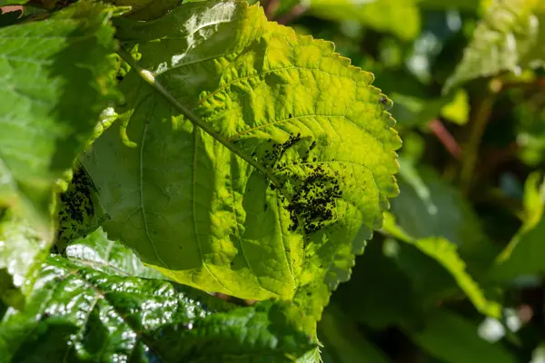 Siyah parazit kolonisinin istilası. Meyve bahçesindeki kiraz ağacına kara kiraz yaprağı konmuş. Ağaca zarar vermiş.