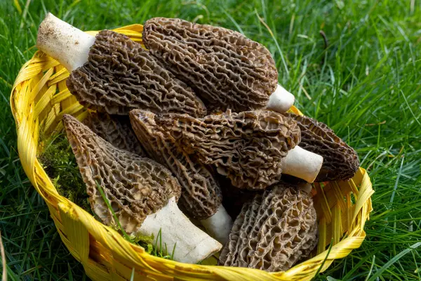 Yabani bahar mantarları, morşellalar ya da gerçek mantarlar. Gurme aşçılar için yenilebilir mantarlar. Katalan ve Fransız mutfağında, yeşil çimenlerde, ilkbaharda çiftlikte morinalarda hasat.