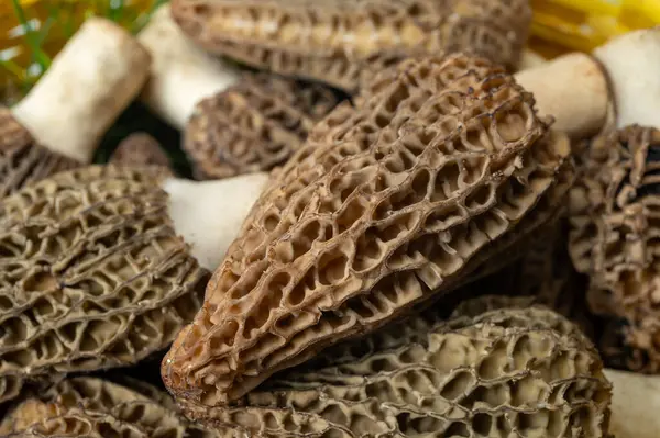 Çiğ bahar mantarları morşeller ya da gerçek mantarlar gurme aşçılar için yenilebilir kese mantarları, Katalan ve Fransız mutfağında, yenilebilir yabani mantarlar