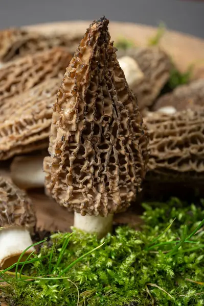 Çiğ bahar mantarları morşeller ya da gerçek mantarlar gurme aşçılar için yenilebilir kese mantarları, Katalan ve Fransız mutfağında, yenilebilir yabani mantarlar