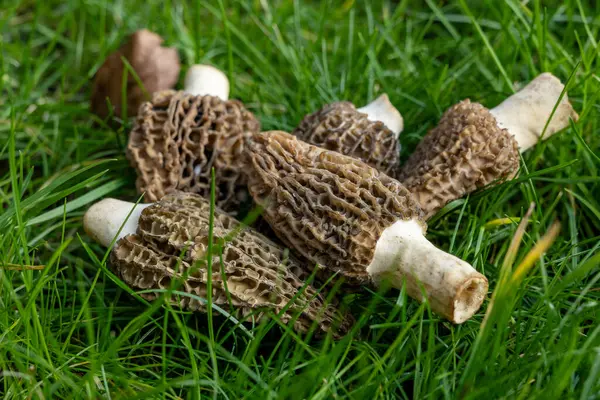 Yabani bahar mantarları, morşellalar ya da gerçek mantarlar. Gurme aşçılar için yenilebilir mantarlar. Katalan ve Fransız mutfağında, yeşil çimenlerde, ilkbaharda çiftlikte morinalarda hasat.