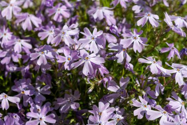 Zümrüt mavisi zümrüt çiçeği bahçede sürünen fenomen subulata güneş ışığıyla kapanıyor.