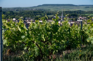 Ay-Champange, Vallee de la Marne, Champagne District, Fransa yakınlarındaki eski yeşil büyük cru cru tepeli şampanya bağlarına, Pinot noir üzüm fabrikalarına ve köydeki eski evlere bakın.