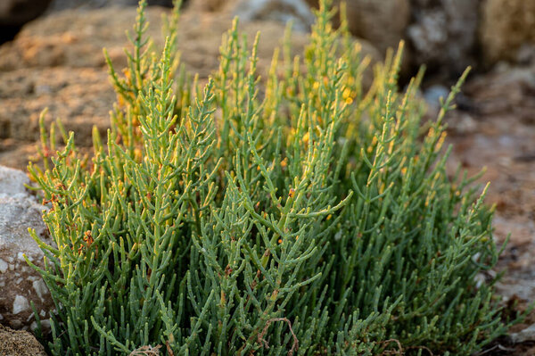 Botanical collection, green edible sea succulent plant, Salicornia or sea glassworth weed, growing on salt marshes, tasty healthy food