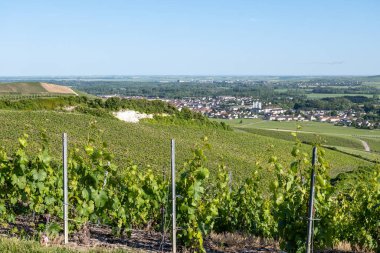 Ay-Champange, Vallee de la Marne, Fransa 'nın Şampanya Bölgesi yakınlarındaki Grand Cru Hill üzüm bağlarında büyüyen ve şekillenen Pinot noir üzümleri.