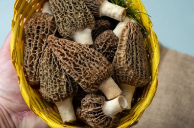 Çiğ bahar mantarları morşeller ya da gerçek mantarlar gurme aşçılar için yenilebilir kese mantarları, Katalan ve Fransız mutfağında, yenilebilir yabani mantarlar