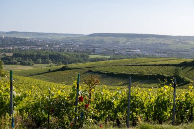 Ay-Champange, Vallee de la Marne, Fransa 'nın Şampanya Bölgesi yakınlarındaki Grand Cru Hill üzüm bağlarında büyüyen ve şekillenen Pinot noir üzümleri.