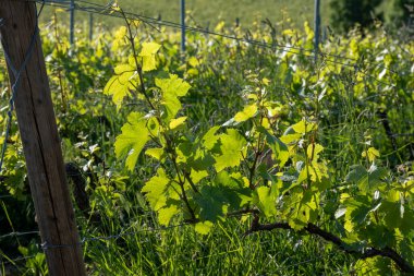 Ay-Champange, Vallee de la Marne, Fransa 'nın Şampanya Bölgesi yakınlarındaki Grand Cru Hill üzüm bağlarında büyüyen ve şekillenen Pinot noir üzümleri.