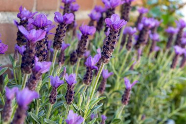 Lavandula stoechas çiçeği, İspanyol lavantası, üstü veya Fransız lavantası, Akdeniz havzasına özgü lavanta türleri.