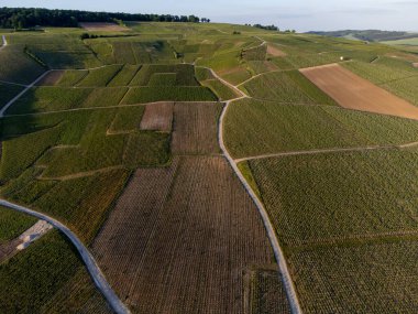 Şampanyalı Ay-Champange, Vallee de la Marne köyü yakınlarındaki Grand Cru tepe üzüm bağlarında yetişen pinot noir üzümlerinin hava manzarası, Fransa 'nın şampanya bölgesi, sıra sıra üzüm bitkileri, günbatımı