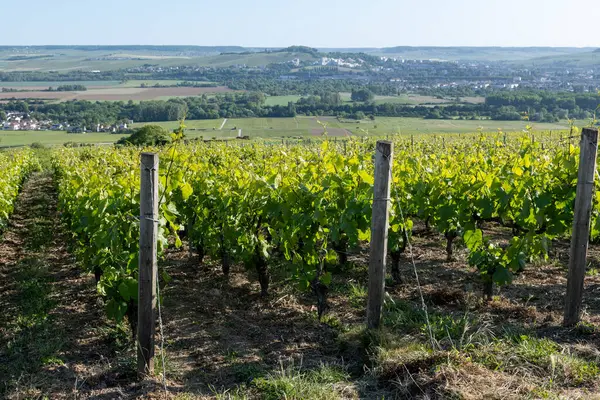 Ay-Champange, Vallee de la Marne, Fransa 'nın Şampanya Bölgesi yakınlarındaki Grand Cru Hill üzüm bağlarında büyüyen ve şekillenen Pinot noir üzümleri.
