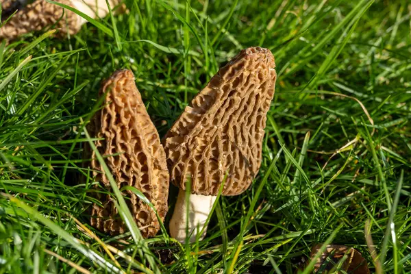 Yabani bahar mantarları, morşellalar ya da gerçek mantarlar. Gurme aşçılar için yenilebilir mantarlar. Katalan ve Fransız mutfağında, yeşil çimenlerde, ilkbaharda çiftlikte morinalarda hasat.