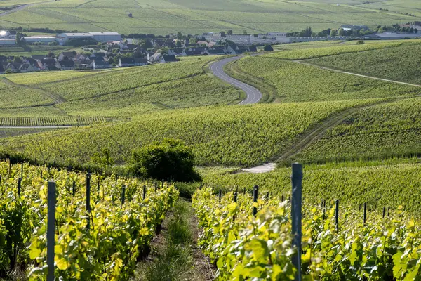 Ay-Champange, Vallee de la Marne, Fransa 'nın Şampanya Bölgesi yakınlarındaki Grand Cru Hill üzüm bağlarında büyüyen ve şekillenen Pinot noir üzümleri.