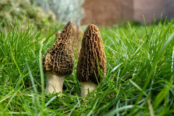 Yabani bahar mantarları, morşellalar ya da gerçek mantarlar. Gurme aşçılar için yenilebilir mantarlar. Katalan ve Fransız mutfağında, yeşil çimenlerde, ilkbaharda çiftlikte morinalarda hasat.