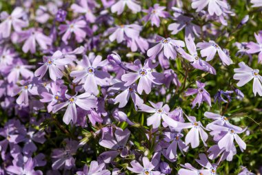 Zümrüt mavisi zümrüt çiçeği bahçede sürünen fenomen subulata güneş ışığıyla kapanıyor.