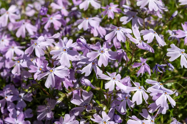 Zümrüt mavisi zümrüt çiçeği bahçede sürünen fenomen subulata güneş ışığıyla kapanıyor.