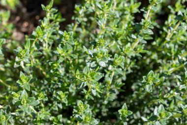 Botanik koleksiyonu, tıbbi, mutfak ve aromatik bitki satürjası veya kekik bitkisi yakından Akdeniz mutfağı çeşnisi