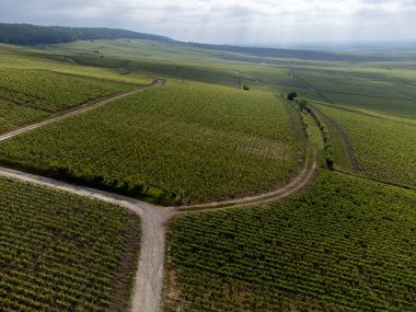 Yeşil başbakan ve Grand Cru üzüm bağları, Lal de Livre 'deki Pinot Noir ve Meunier üzümleri, Mayıs' ta Champagne, Fransa 'da sıralanmış üzüm bağları,