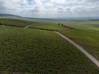 Yeşil başbakan ve Grand Cru üzüm bağları, Lal de Livre 'deki Pinot Noir ve Meunier üzümleri, Mayıs' ta Champagne, Fransa 'da sıralanmış üzüm bağları,