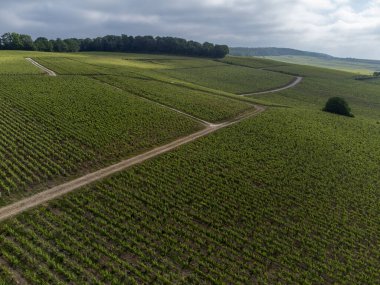 Yeşil başbakan ve Grand Cru üzüm bağları, Lal de Livre 'deki Pinot Noir ve Meunier üzümleri, Mayıs' ta Champagne, Fransa 'da sıralanmış üzüm bağları,