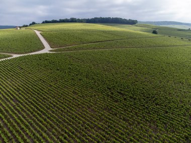 Yeşil başbakan ve Grand Cru üzüm bağları, Lal de Livre 'deki Pinot Noir ve Meunier üzümleri, Mayıs' ta Champagne, Fransa 'da sıralanmış üzüm bağları,