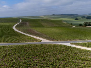 Yeşil başbakan ve Grand Cru üzüm bağları, Lal de Livre 'deki Pinot Noir ve Meunier üzümleri, Mayıs' ta Champagne, Fransa 'da sıralanmış üzüm bağları,