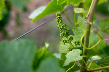 Baharın sonlarında, Lal de Livre, Champagne, Fransa 'da başbakan ve Grand Cru üzüm bağları, Pinot noir ve meunier üzümleri, genç üzümler kapanır