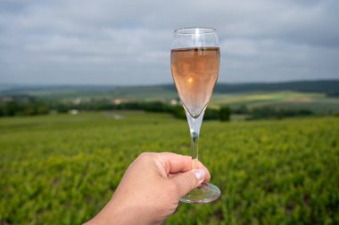 Köpüklü şarap tadı, ihtişamlı şarap, yeşil üzüm bağlarında şampanya Vallee de Marne 'de köy yapımı büyük şarap, şampanya, Fransa