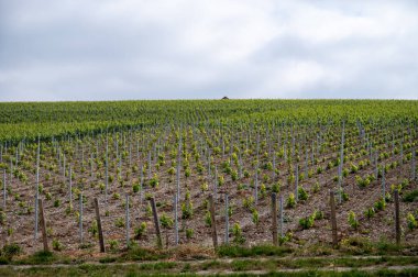 Yeşil başbakan ve Grand Cru üzüm bağları, Lal de Livre, Champagne, Fransa 'daki Pinot Noir ve Meunier üzümleri, arka planda sıralanmış üzüm bağları