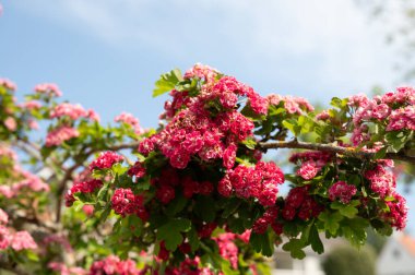 Crataegus laevigata 'nın kırmızı çiçeği, Midland Hawthorn, İngiliz şahini, veya mayflower, Büyük Britanya ve mavi gökyüzünden, batı ve orta Avrupa' ya özgü bir şahin türü.