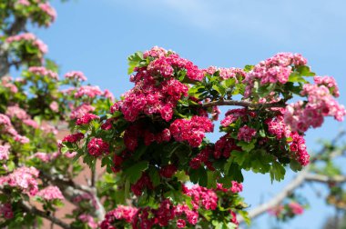 Crataegus laevigata 'nın kırmızı çiçeği, Midland Hawthorn, İngiliz şahini, veya mayflower, Büyük Britanya ve mavi gökyüzünden, batı ve orta Avrupa' ya özgü bir şahin türü.