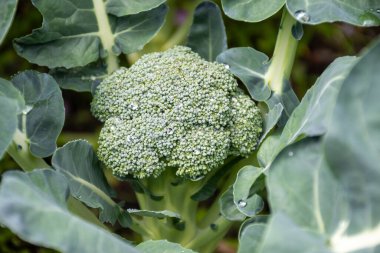 Bahçede sağlıklı sebzeler yetişiyor, taze yeşil brokoli lahanası su damlalarıyla kaplanıyor.